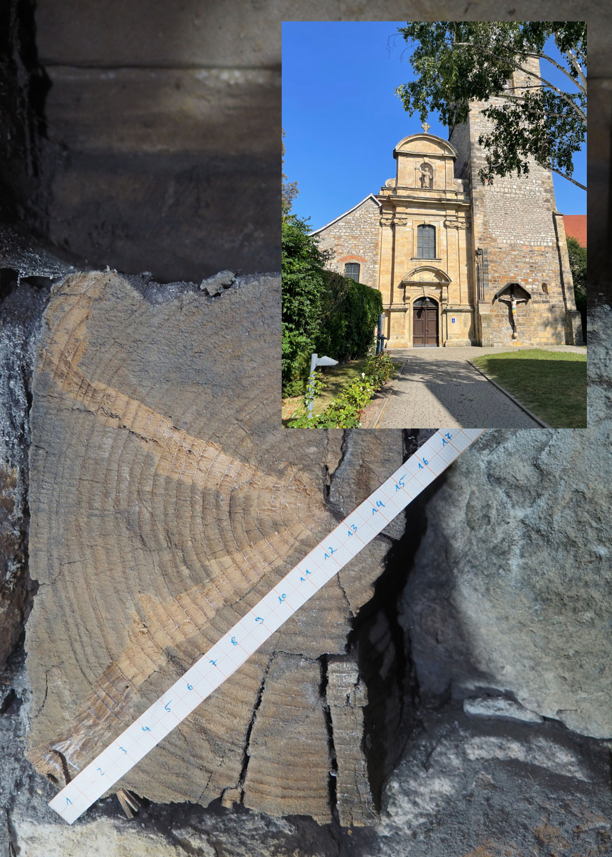 Dendrochronologische Untersuchung eines romanischen Gerüstholzes 